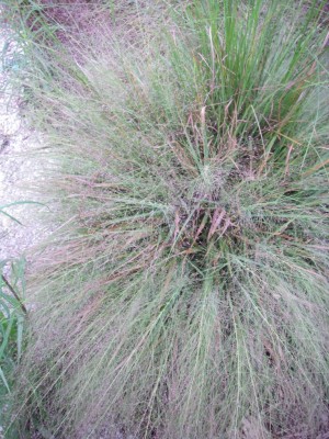 Purple Lovegrass